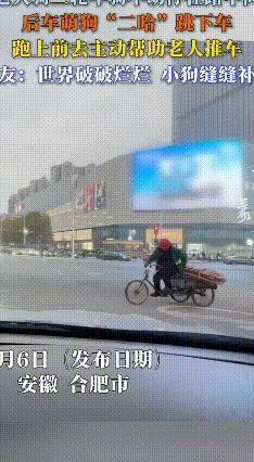 暖心！合肥哈士奇秒变“推车工”
 安徽合肥街头上演了超治愈的一幕：一位老人骑三轮
