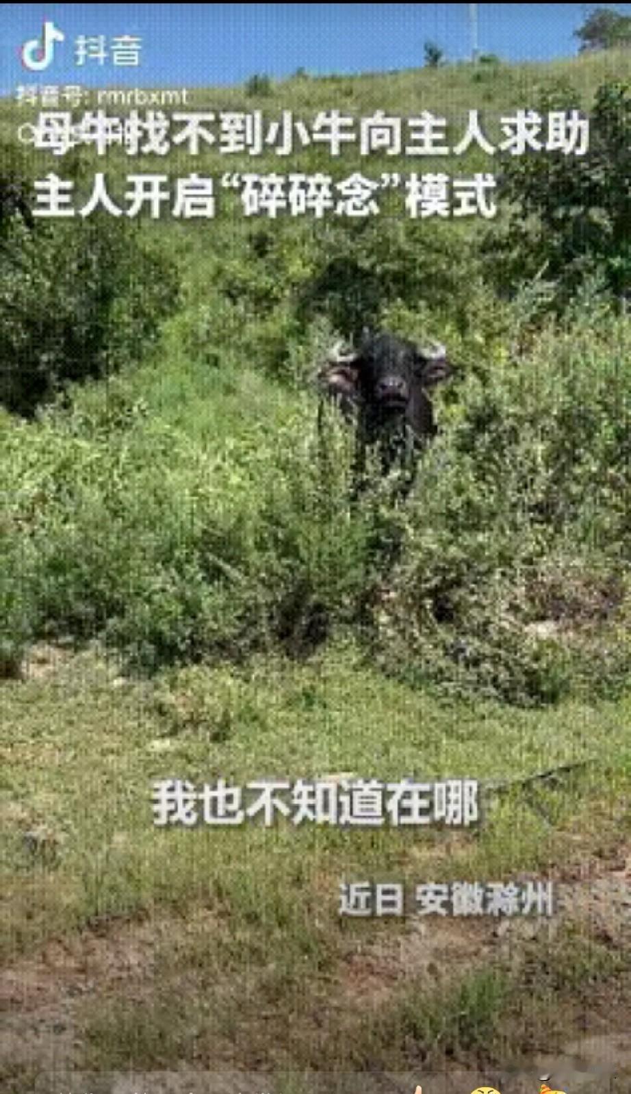 上人民日报了。安徽滁州，一母牛只顾吃草弄丢了小牛，主人本以为它会自己四处寻找，没