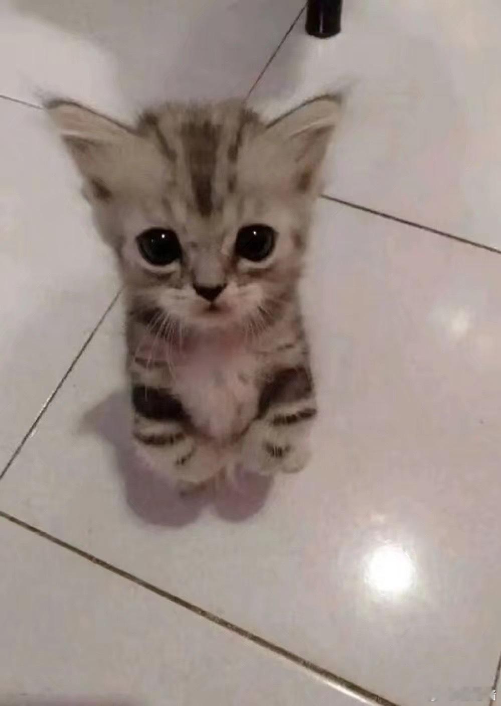 p2是可颂猫现状。。。 