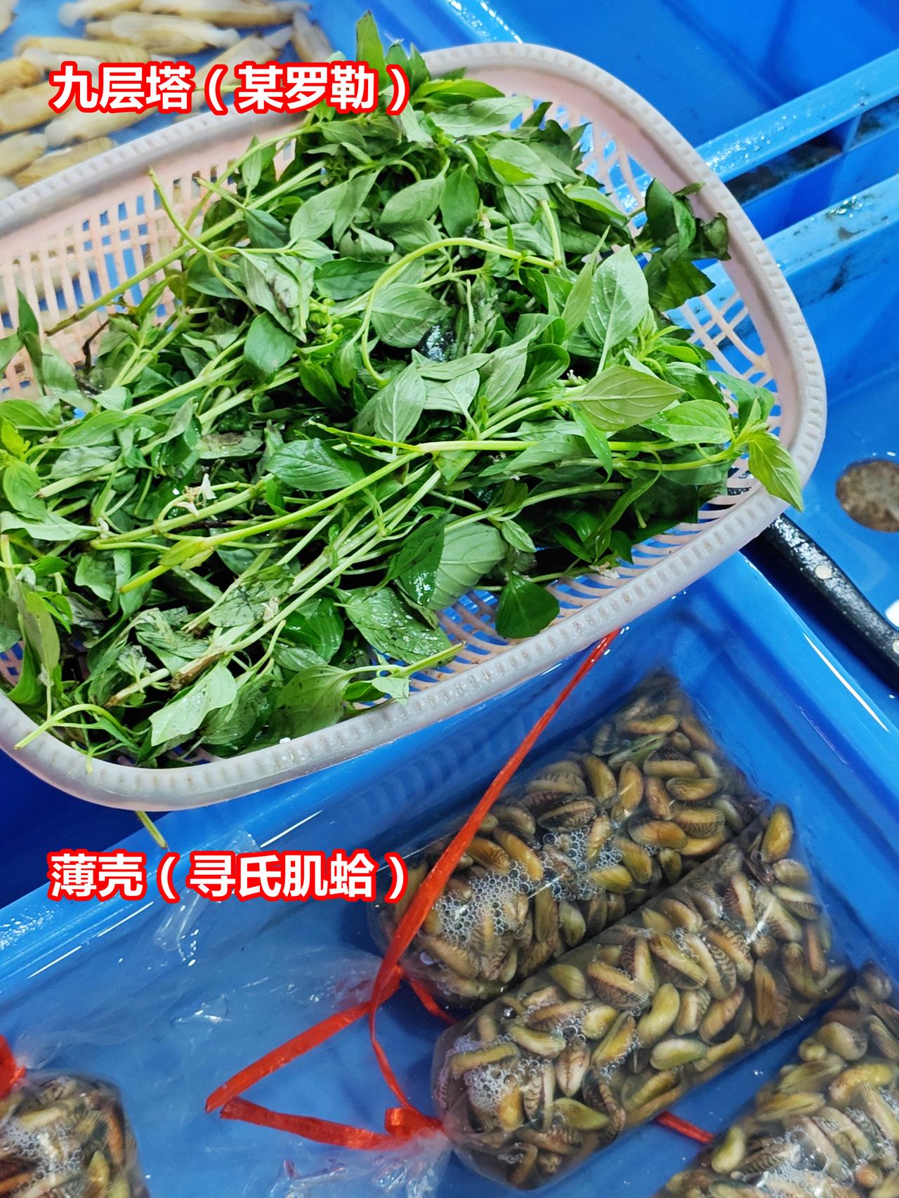 经典搭配：九层塔(某罗勒)+薄壳(寻氏肌蛤)

九层塔/金不换，品种很多，这可能