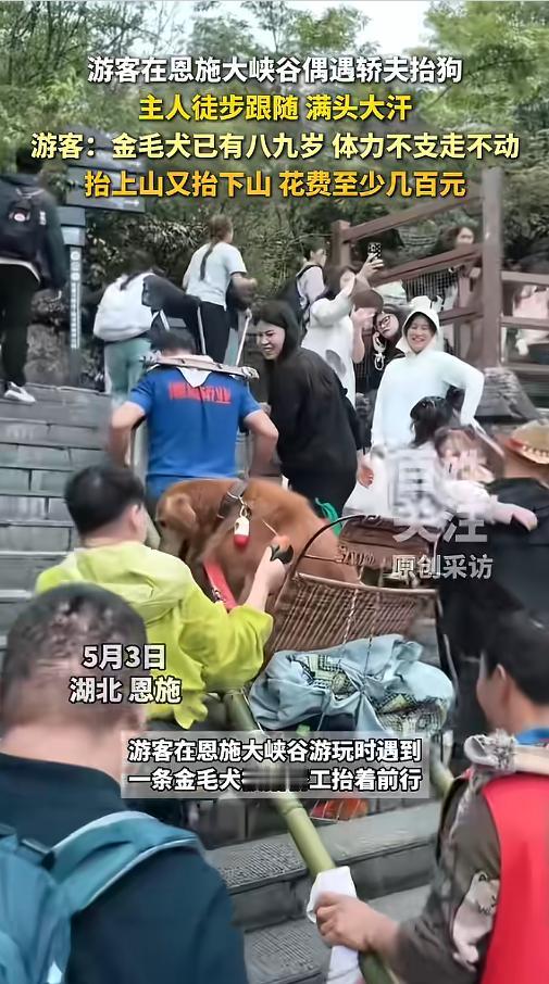 “有钱人真会玩！”5月3日，湖北恩施，有游客在景区游玩时，发现一只金毛坐在轿子里
