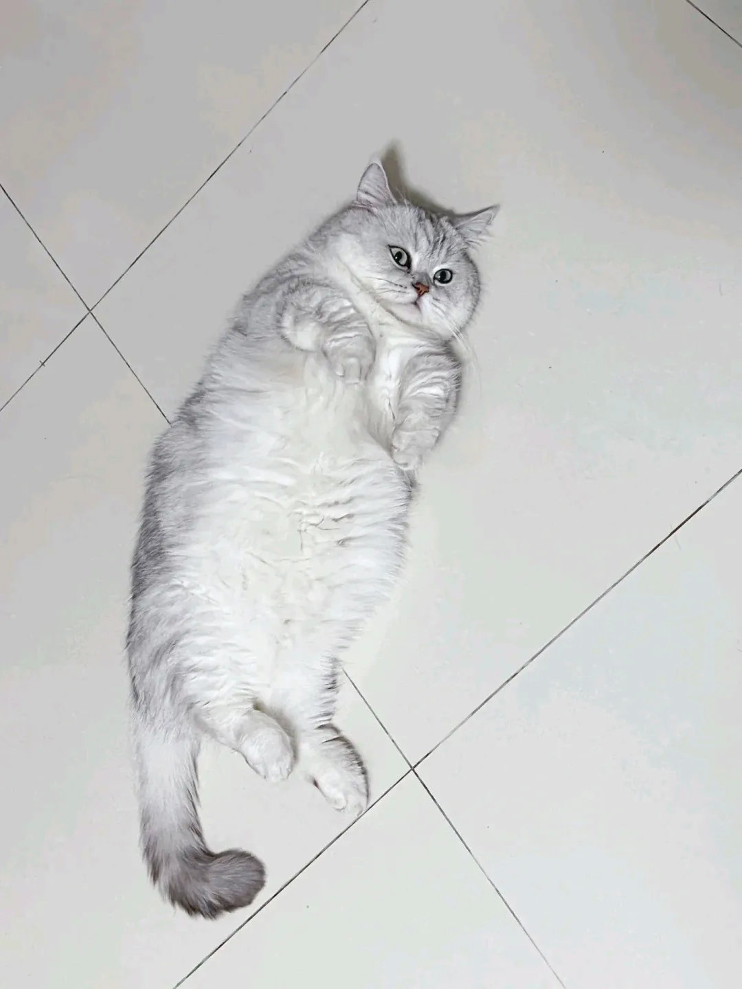 猫儿虫，早上一条虫，中午一天虫，晚上一条虫。