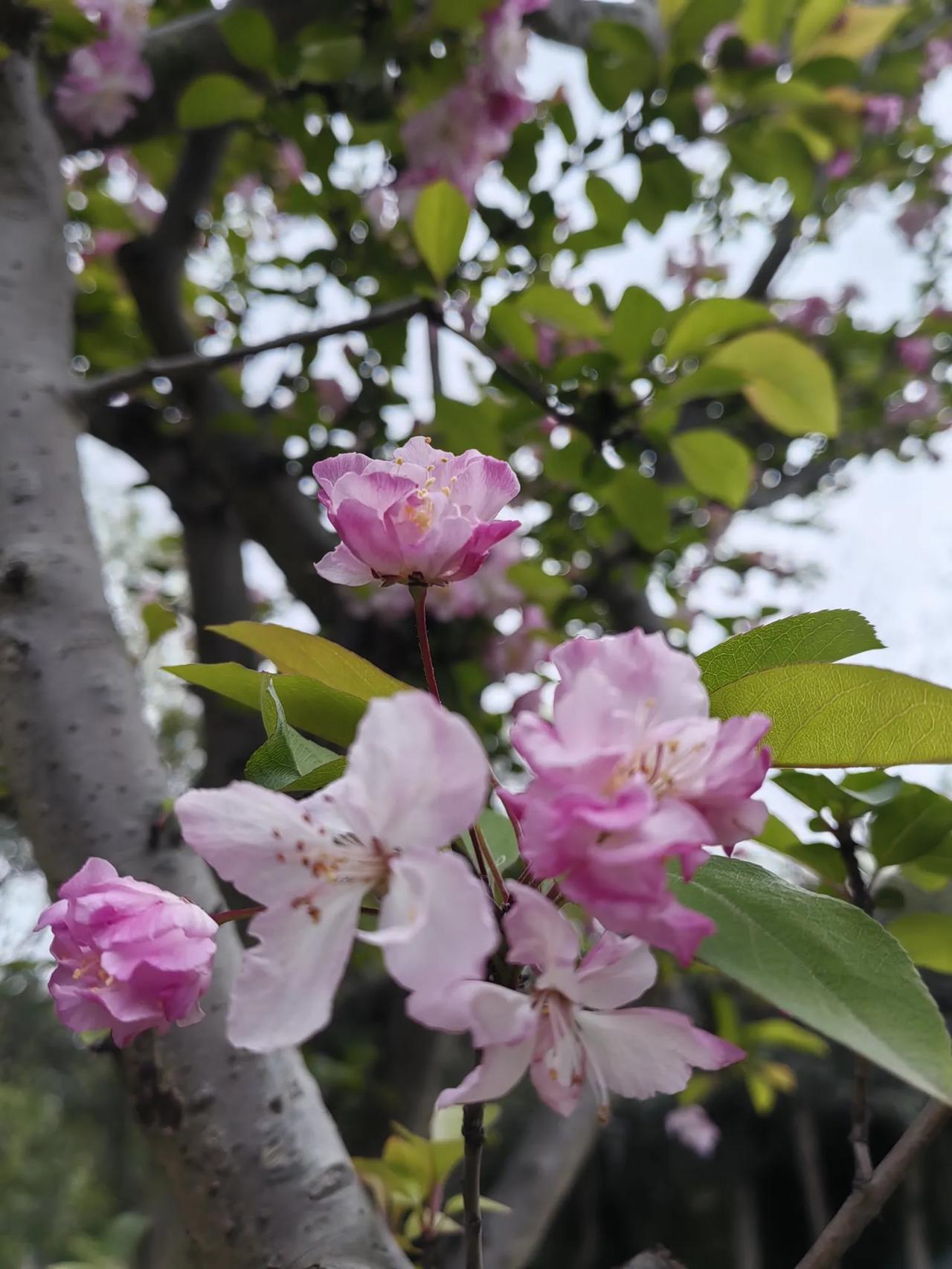 沙河寻春：一桥桃花，一城安然
 
周末被成华融媒体里的春色打动，乘159路公交，