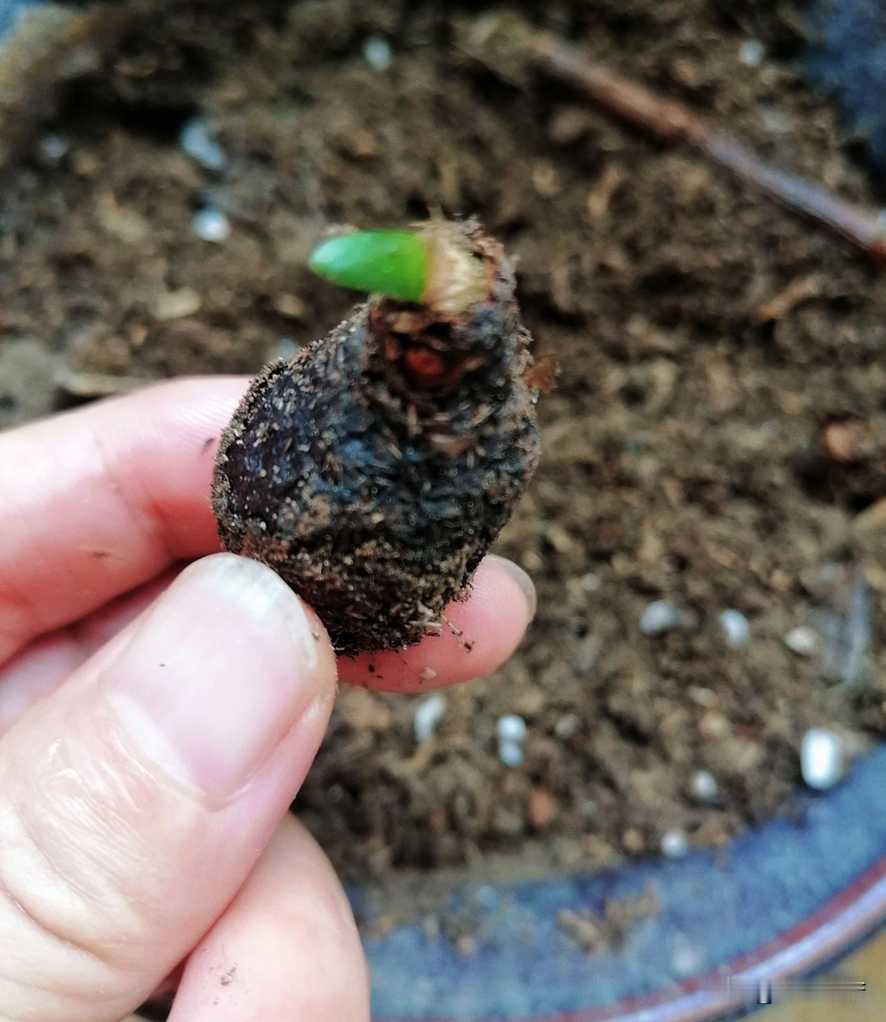 什么叫绝处逢生，这就是！

上午干家务活，修剪花草时，看见我早已忘记的一个小花，