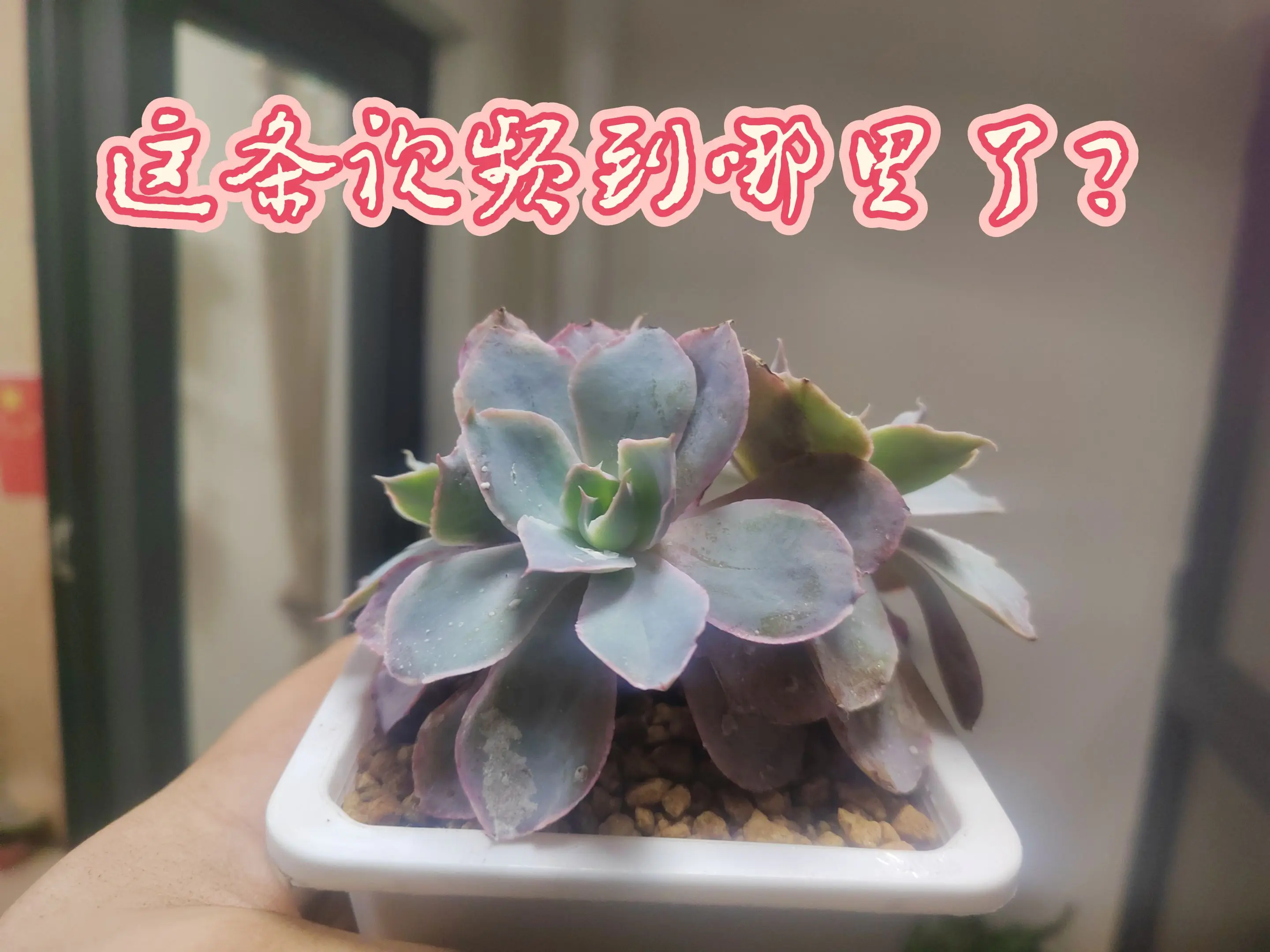 这是什么，你认识吗？