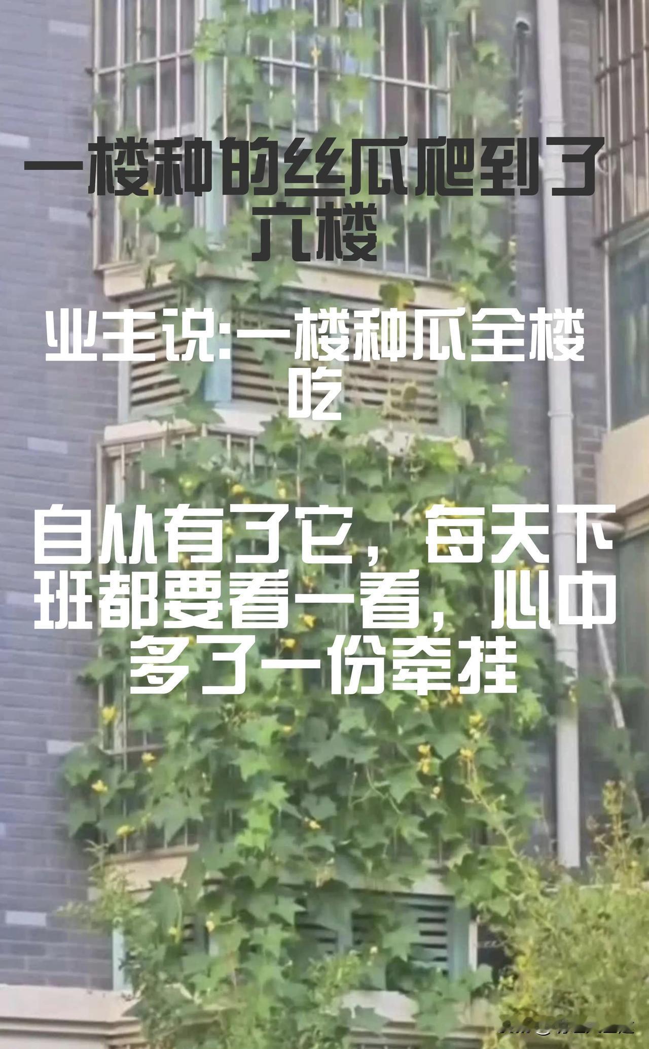 网上疯传某地的一个小区低层住户种植的丝瓜藤蔓竟一路攀升至六楼高处，一楼种丝瓜的人