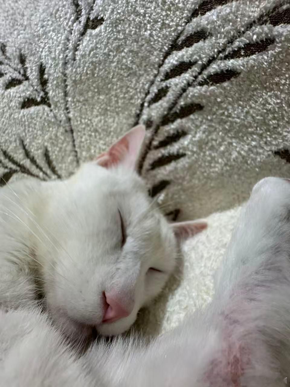 49118【丑猫】《一白遮百丑》 