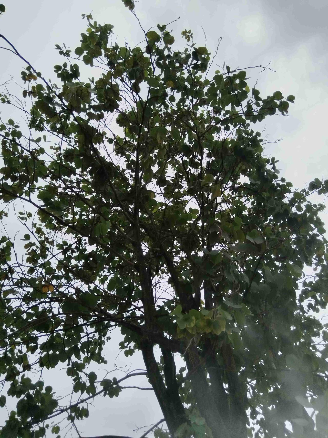 我的今日状态：😁轻松愉快
我这里的天气：🍂微风
清晨微风缓缓而来，带来一丝夏