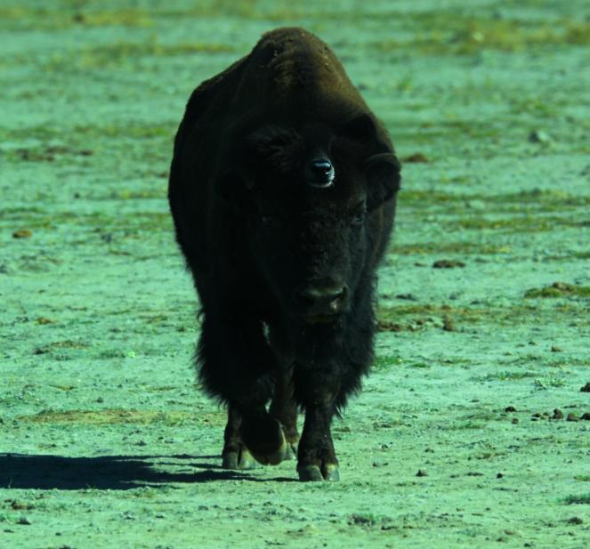 品读《山海经》445——《海内南经》兕
今年最受益的一本书
原文：
兕在舜葬东，