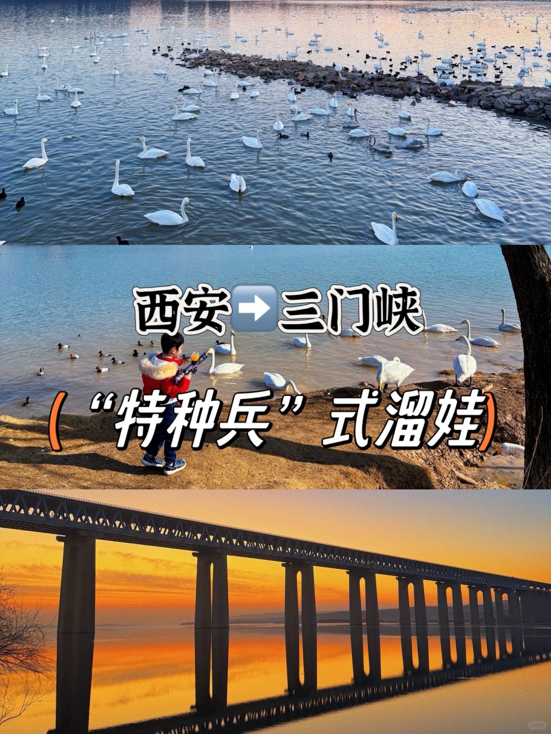 西安➡️三门峡｜带娃看天鹅🦢吃烩面的一天❗️