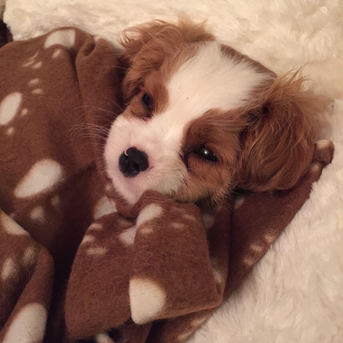 Cavalier 