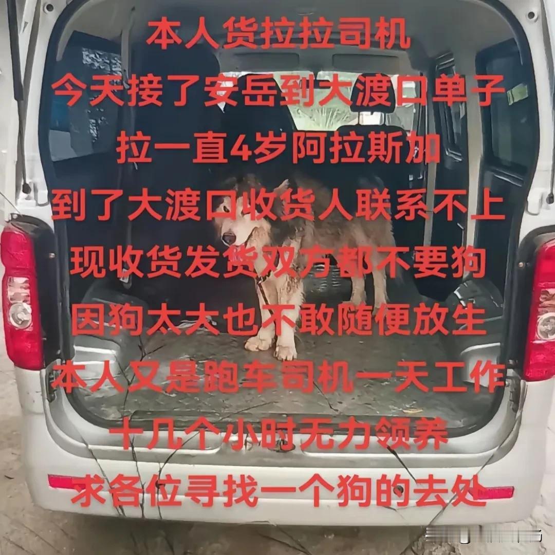 一位货拉拉小哥接了一个拉狗的单子，拉得是一只阿拉斯加，没想到这狗差点砸在他手里，