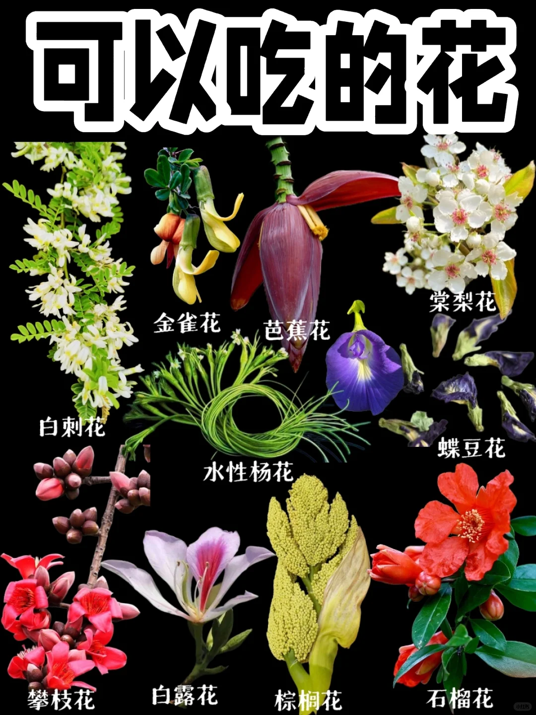 【可以吃的花】云南那些餐桌上的花