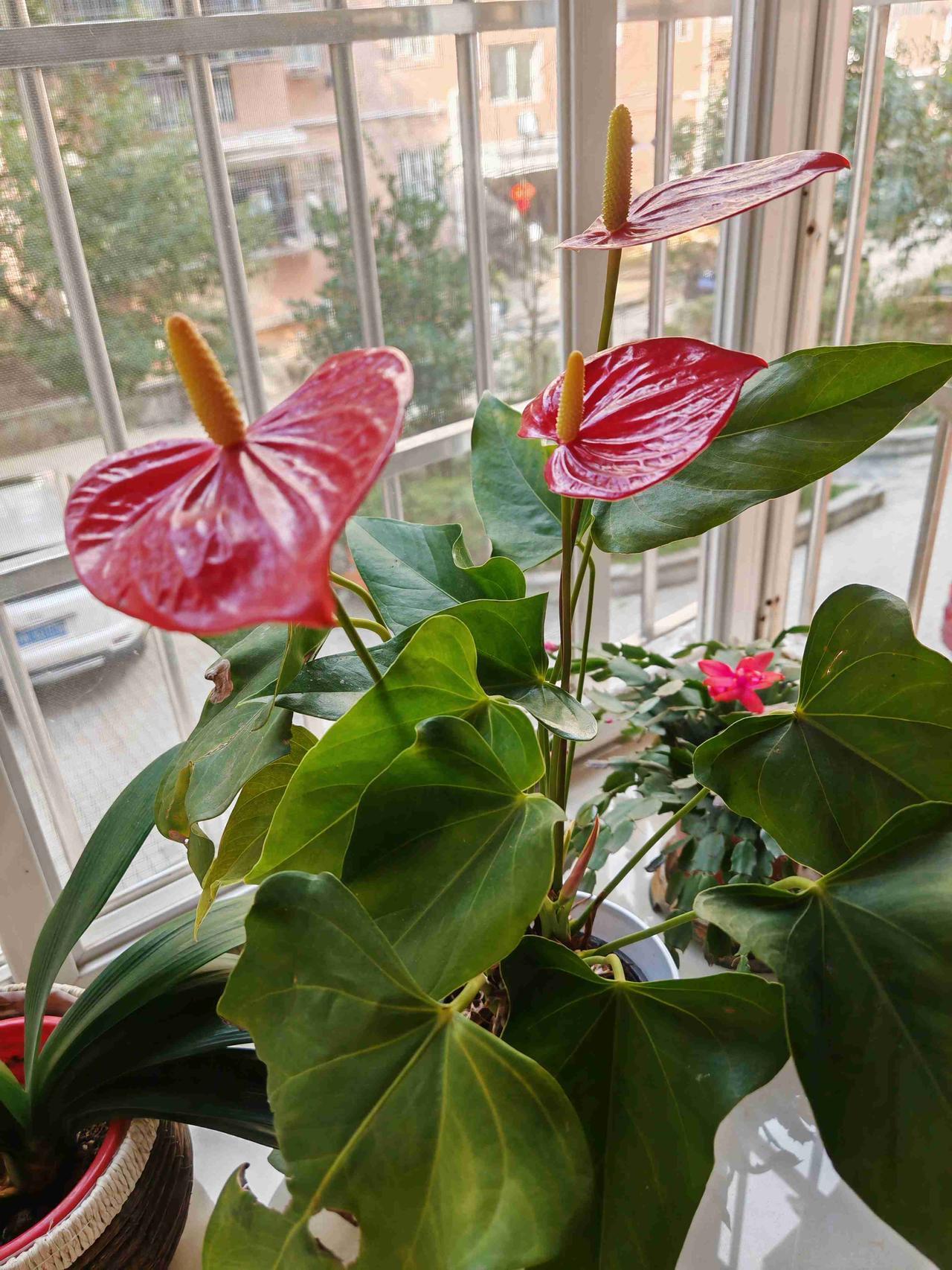 我的今日状态：😁轻松愉快
我这里的天气：🌤️多云
今天除夕，祝福大家马年吉祥