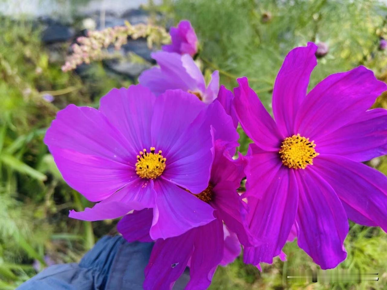 记录我的2026独自芬芳的野花，开在海拔3000米左右的九寨沟深处。花草无言自愈