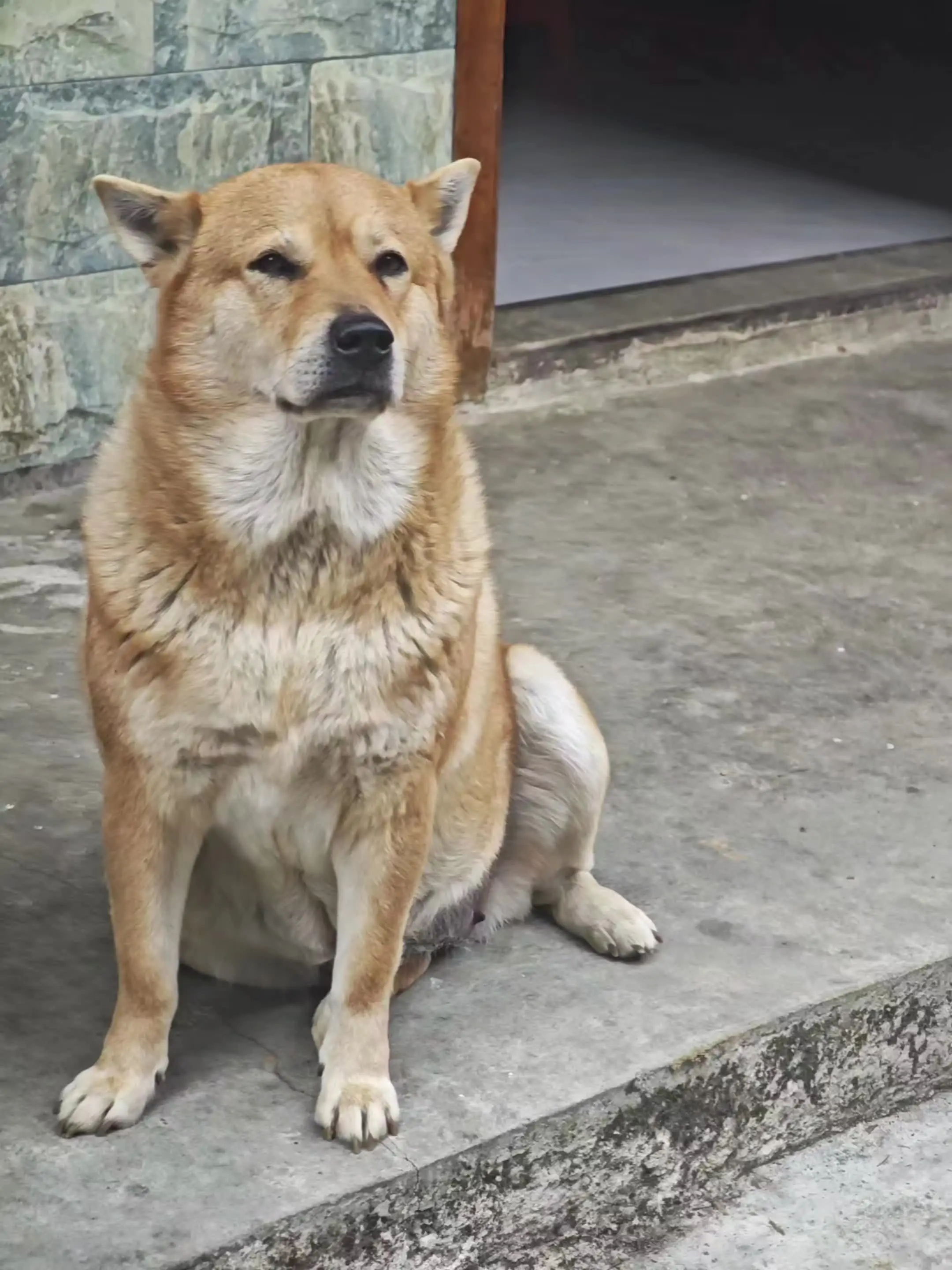 田园犬大黄 大狗