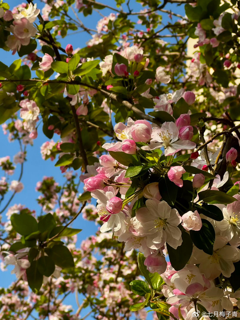 四月你好4月1日起全国严查后排未系安全带