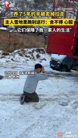 山西忻州一名男子将养了 5 年的羊卖掉，当所有羊都被装上车即将被带走时，男子再也