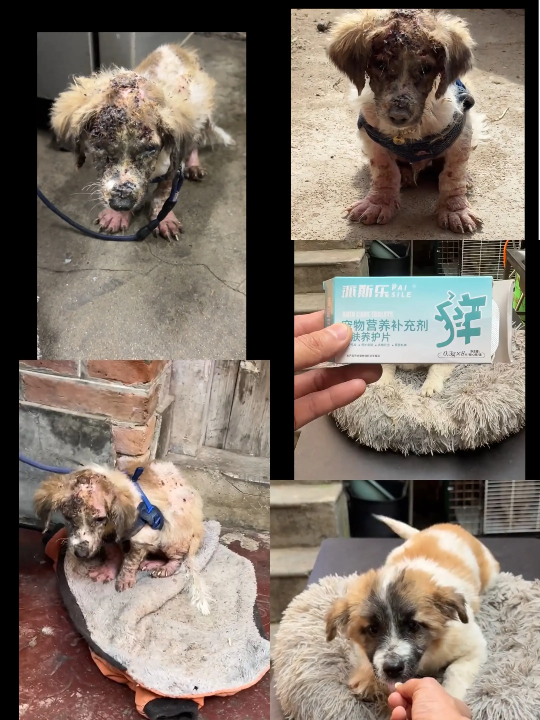 家里狗狗经常这样挠痒痒，一直啃咬自己身体，甚至大面积掉毛，一定要给它吃...