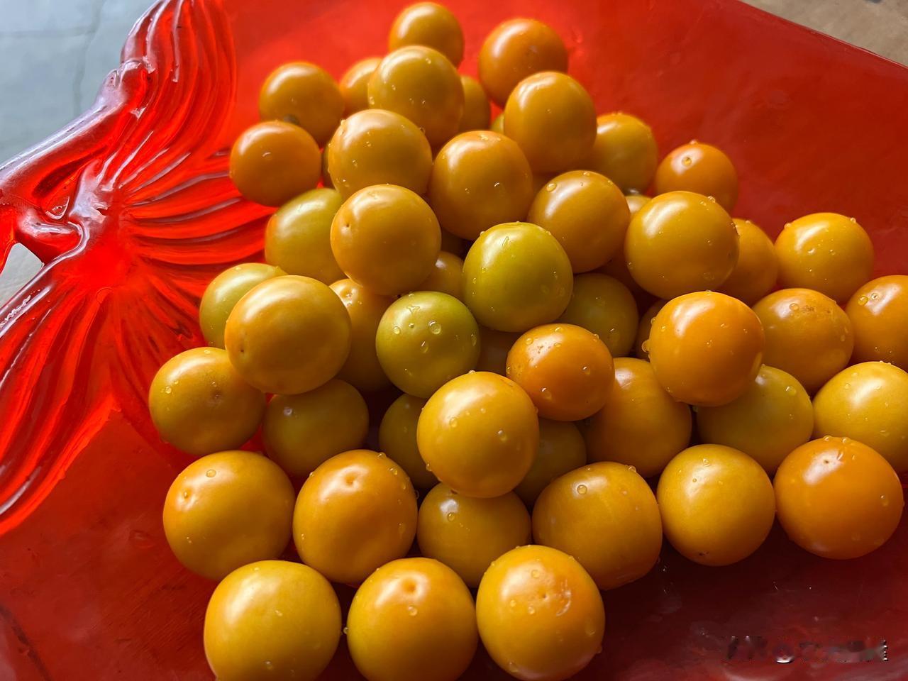 今天收了点【黄金莓】 

小时候满山遍野都是😋 
人工种植还蛮伤脑筋😂 
