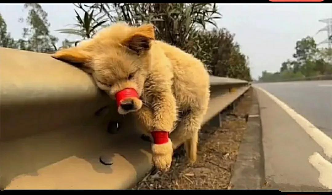 我一直都认为，人，应该是这个世界上最坏的物种，而事实，也确实是这样的

再自私和