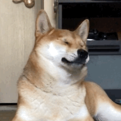 【两广人的春季限定痛又来了？？】春天来了，又到了广东人被木棉花“砸头”的季节！那