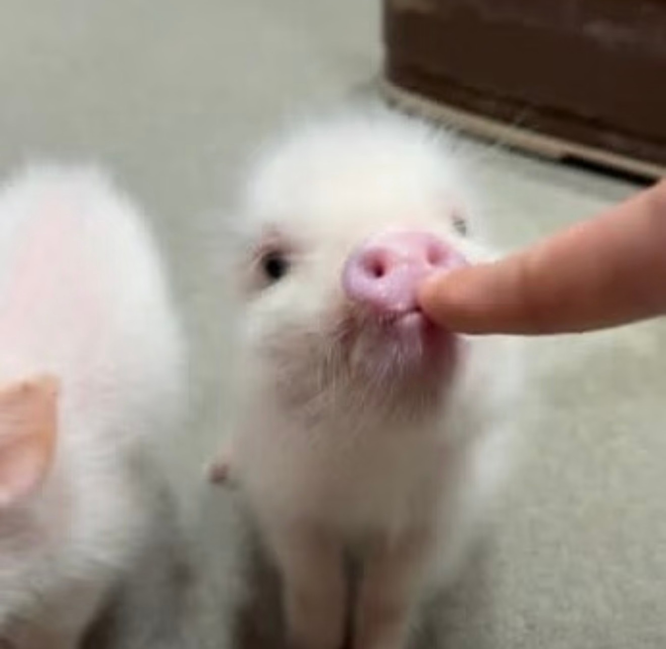 呜呜小猪鼻子🐽 