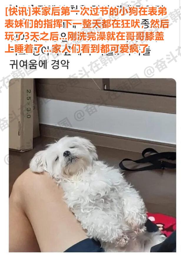 过节时跟家里小孩玩了几天后的小狗 海外新鲜事热点现场 ​​​