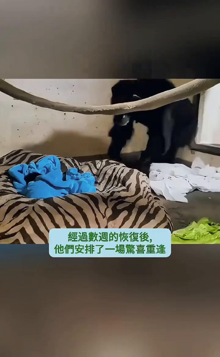 妈妈与她的宝宝重逢。
她以为宝宝在分娩时离世了，母爱如此纯粹，感动了每一颗心。这