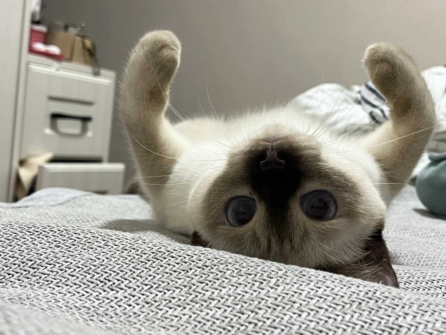 猫猫POWER！