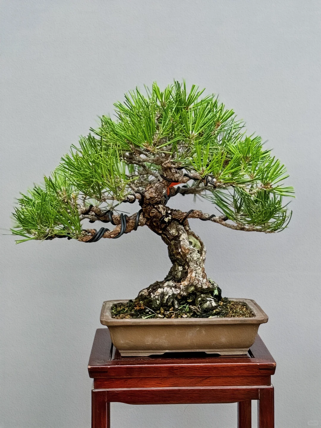 小老松～相当有味道