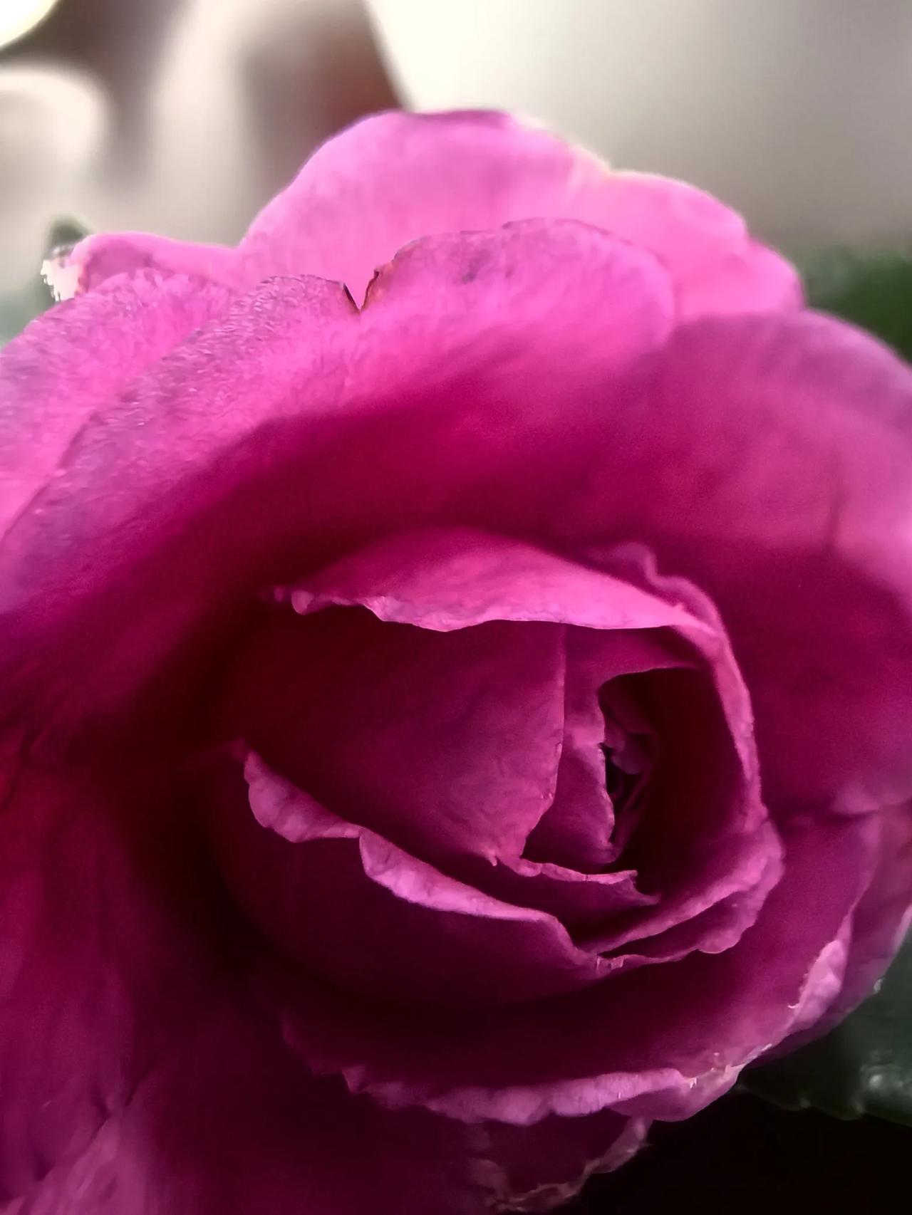 我的茶梅🌺山茶花