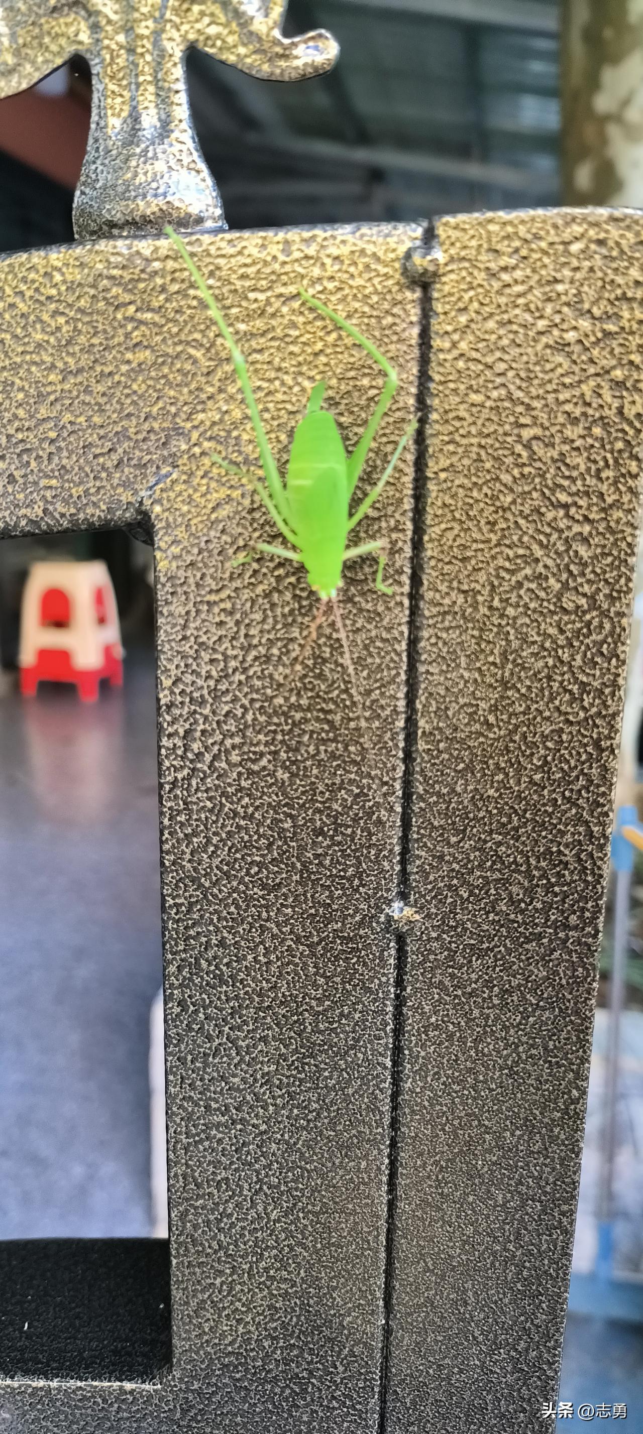 不同地方对昆虫的叫法差异还挺大的。就拿金蝉来说，在我老家东平，都叫它“爬叉”或者