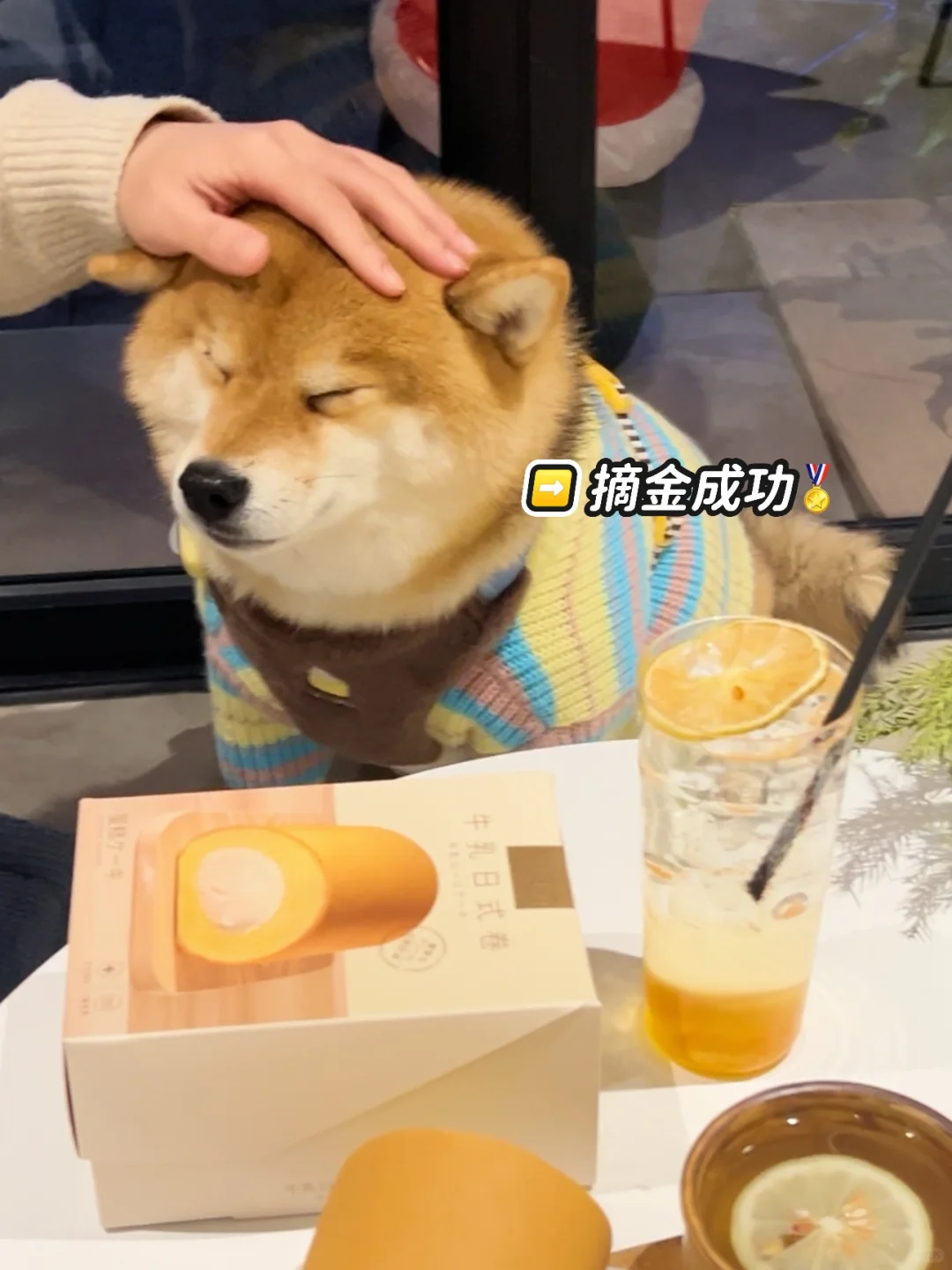 狗 摘金成功 简直是泰酷啦