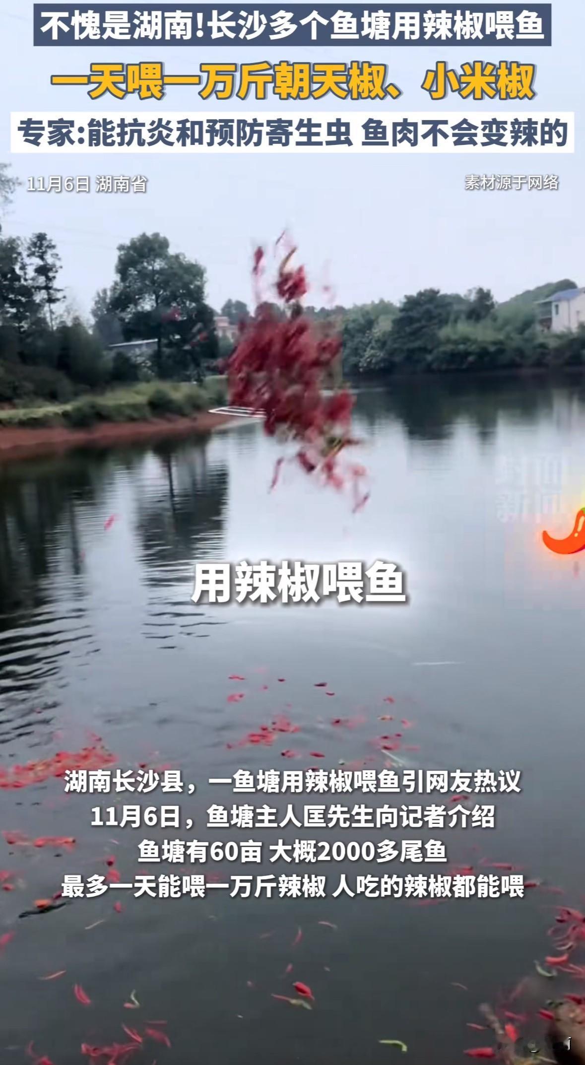 湖南长沙县鱼塘用辣椒喂鱼引发关注。塘主用农户滞销的朝天椒、小米椒等投喂，60亩鱼