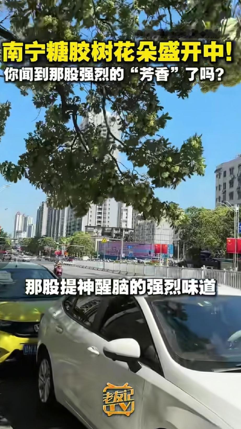 10月7日，南宁街头的糖胶树迎来盛花期，一簇簇米黄色的小花在枝头绽放，熟悉的浓烈