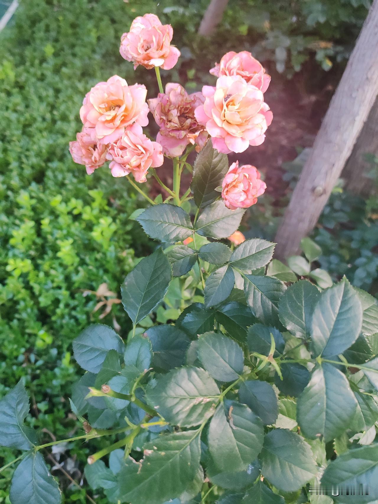 真是人走茶凉，老公战友一直管理营房好多年，从科长到后勤副部长，整个家属院都房子都