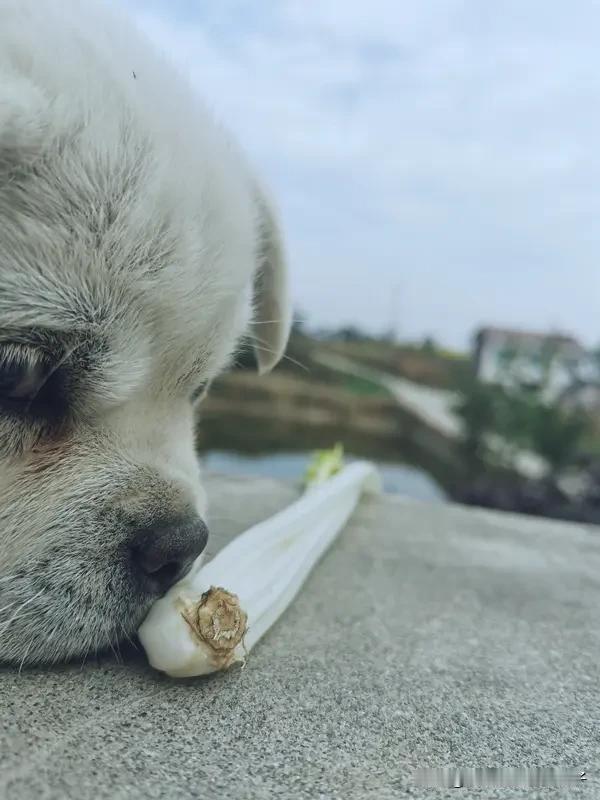 不同地方“干什么”的说法太有意思啦！在东北，是“嘎哈呢”；上海是“组撒”；广东是