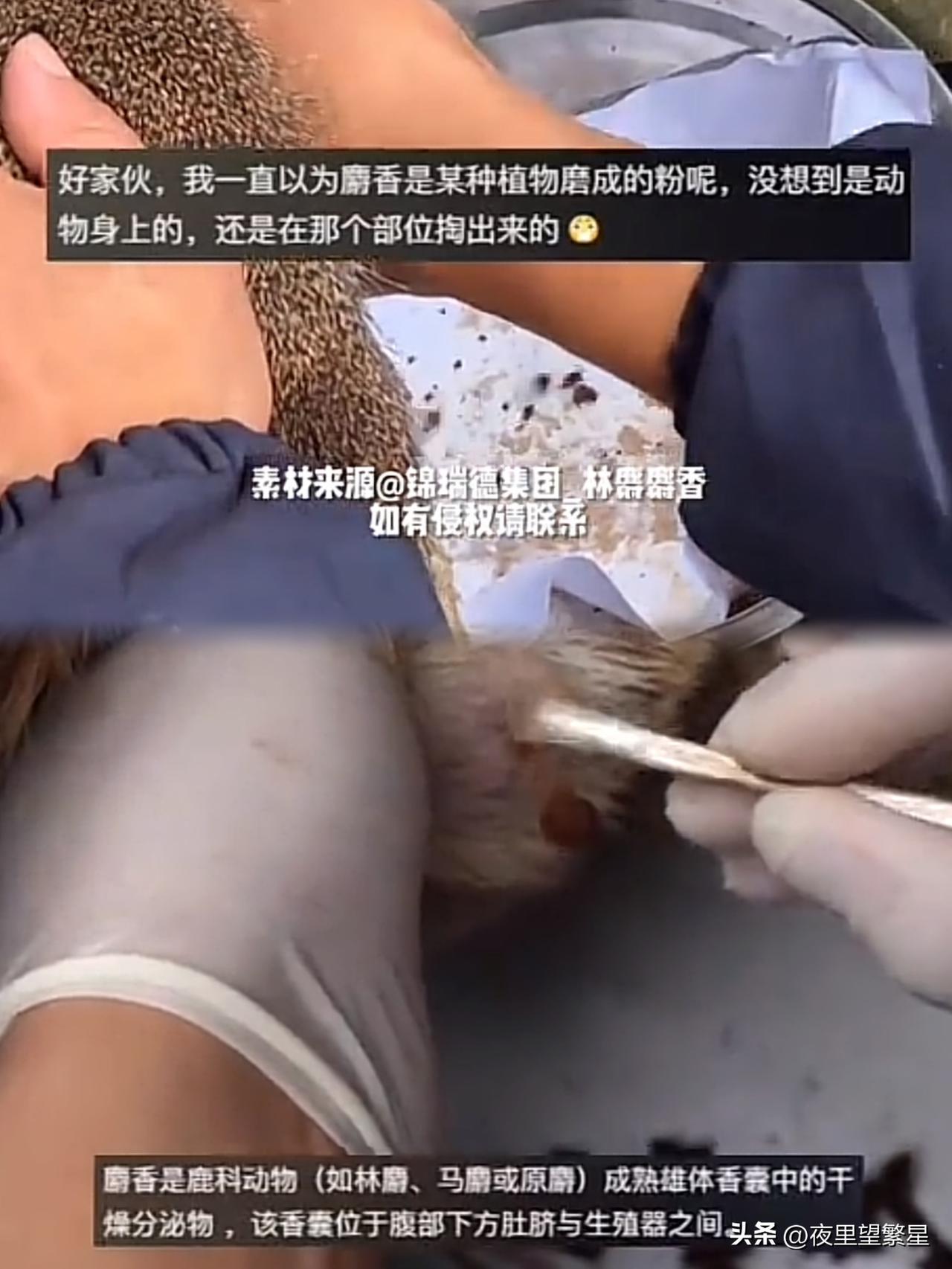 原来《甄嬛传》里的麝香长这样！

90%刷过《甄嬛传》的人，都被剧中“麝香害胎”