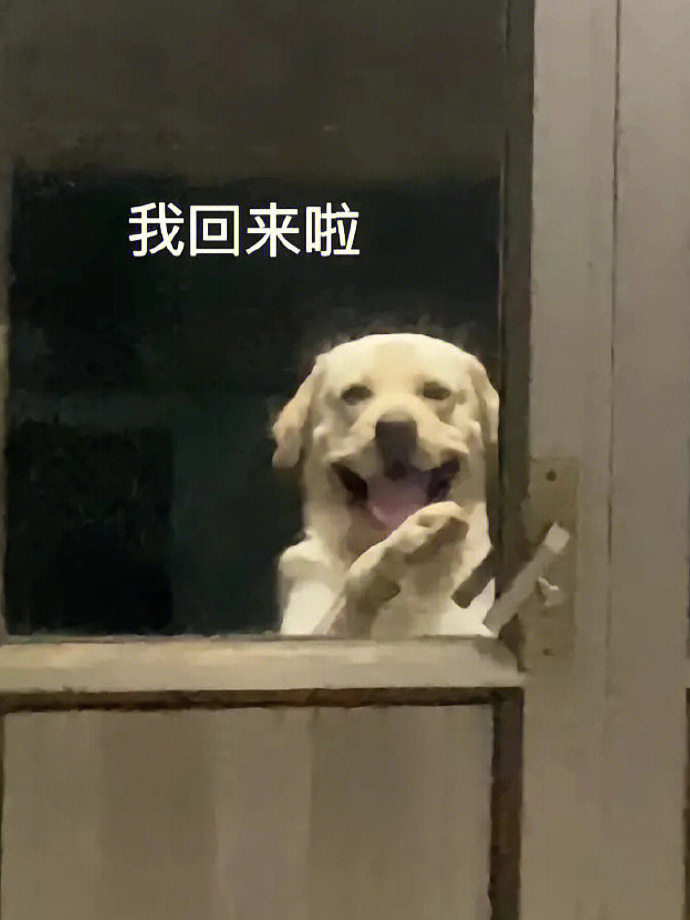 笑容逐渐消失的狗狗 