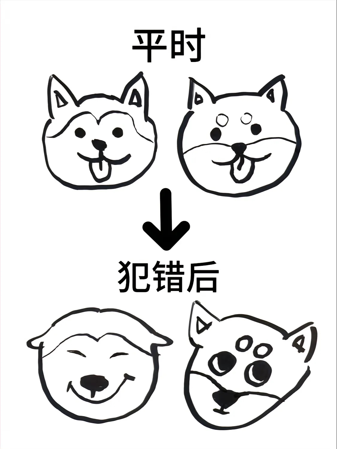 当小狗犯错误了 