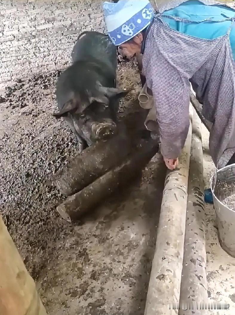 老人提了小半桶猪食来喂猪，可猪食盆被猪拱到墙角没法倒，于是老人就用木棍轻拍猪脸吆