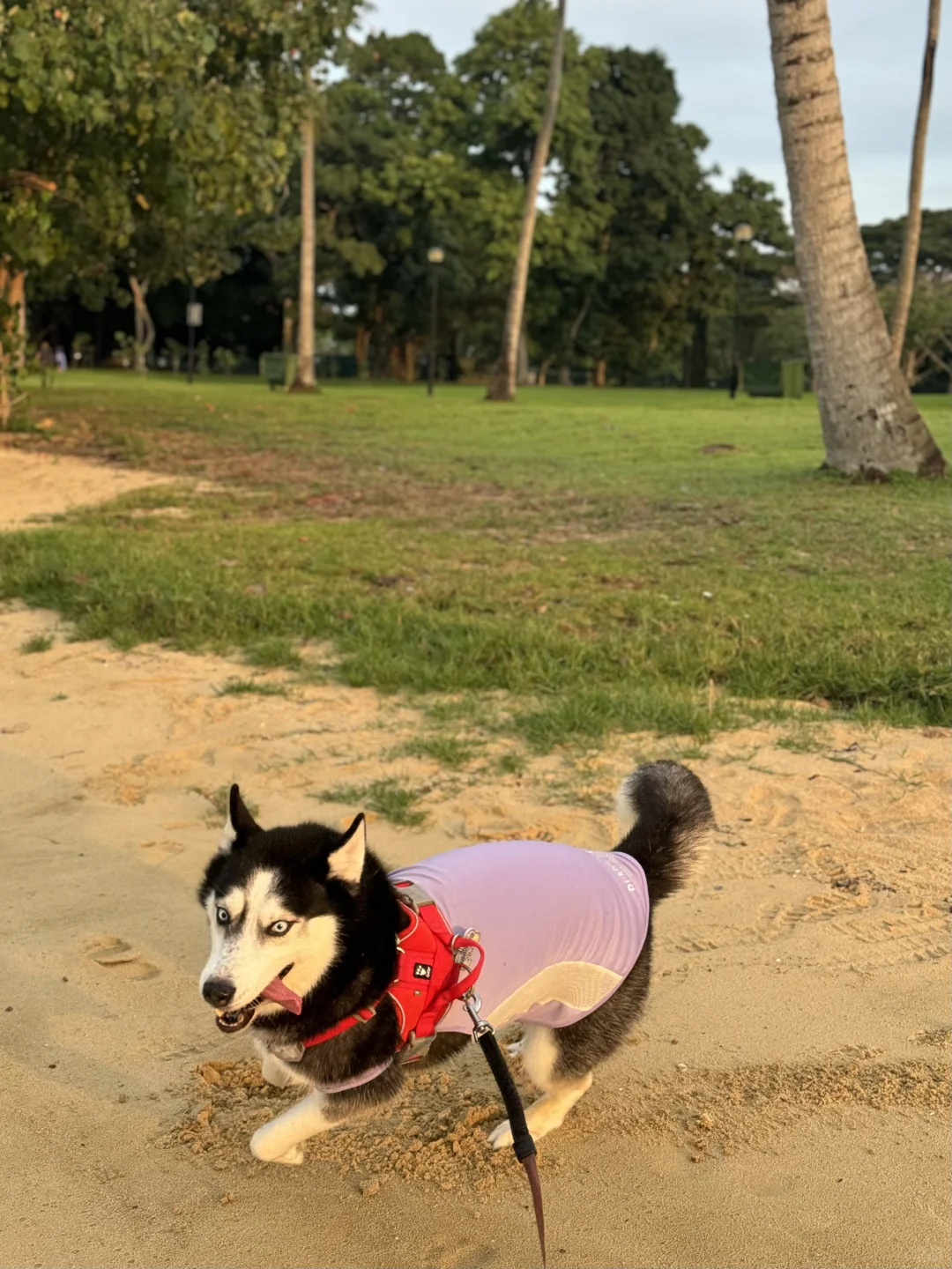 🇸🇬和小狗一起去看日落