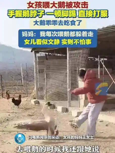 谁能想到。看似文文静静的小丫头。竟能单手拿捏农村一霸大鹅。2月5日发生在山东烟台