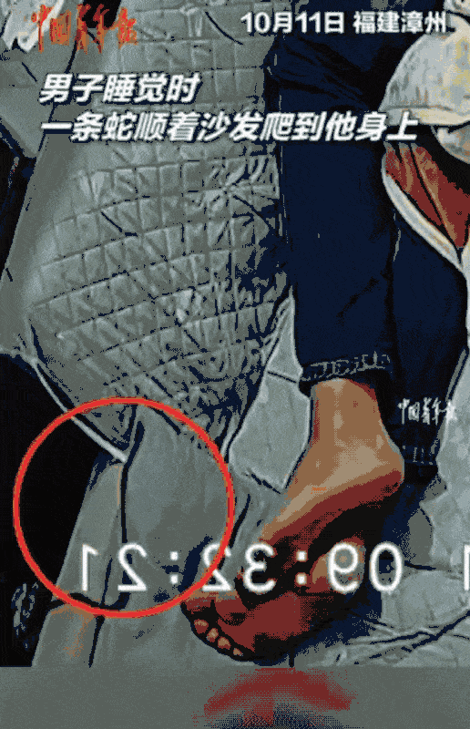 福建漳州，男子沙发上睡觉，突然感觉背上有东西在爬，他瞬间惊醒后，翻身将其打掉，他