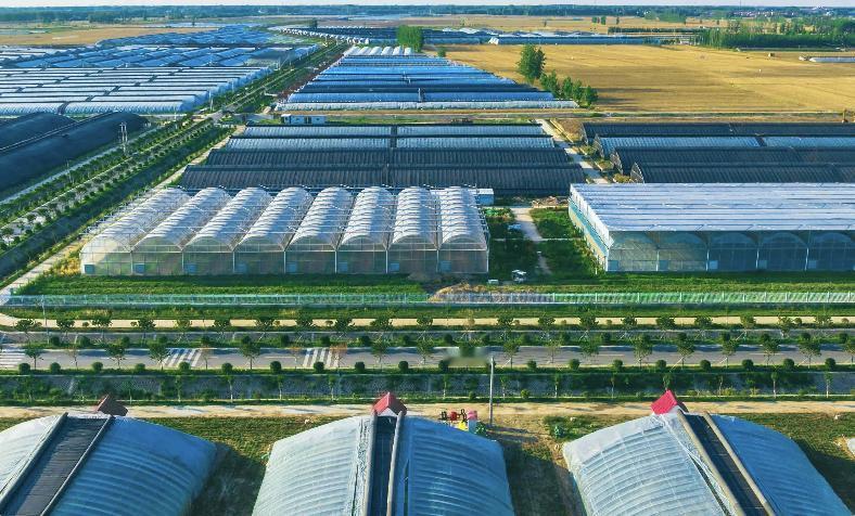 最近，河南扶沟的趴地菠菜成了 "网红"！田野间，助农主播们架起手机直播助销，实时