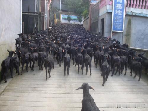 可手动抓除蜱虫、虱子，用温和的驱虫喷剂（选孕畜可用款），避开乳房和阴部喷洒；圈舍