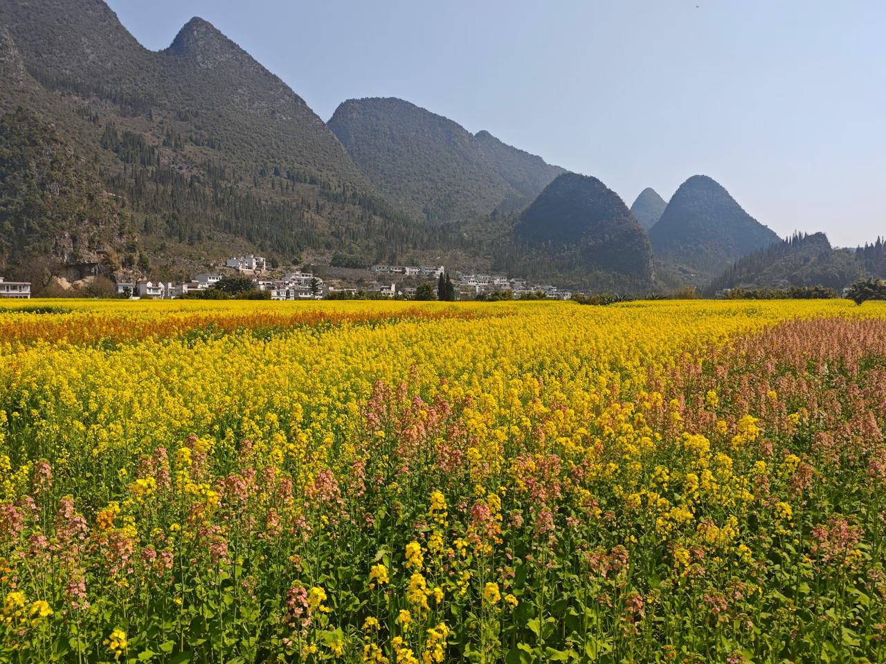 济南共享菜园走红：出租率超90%，这才是咱们老百姓向往的生活
 
城里人种菜也能