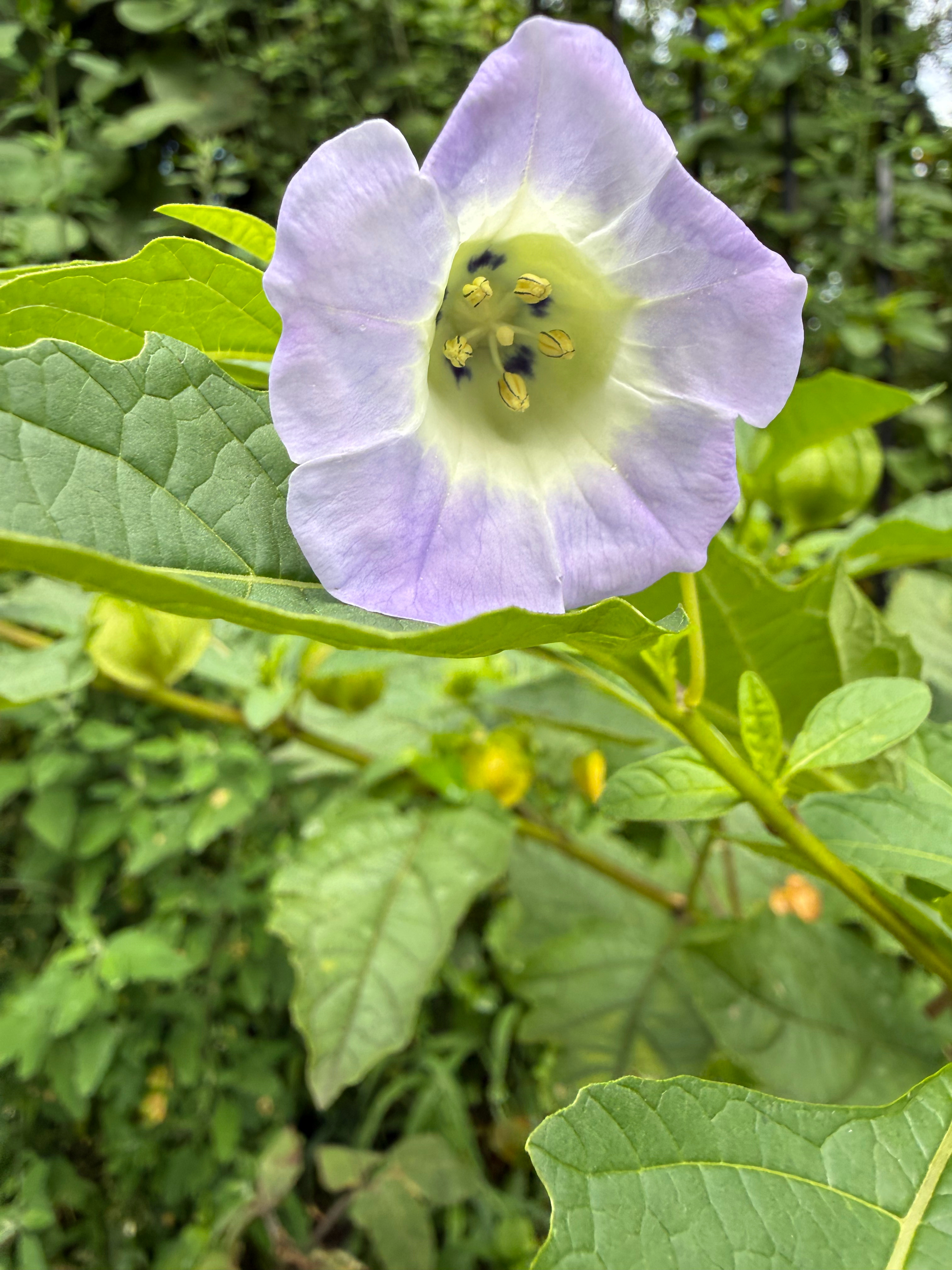 早晨🌿在大地赠送的饮食礼物中，最喜欢5种：本土enter，洋芋，冰粉，土鸡，鸡