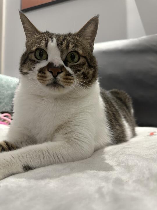 小靓猫